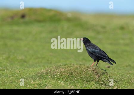 Pyyhocorax di pirrhocorax con becco rosso, foraging su praterie ghiaiate, Ramsey Island, Pembrokeshire, Galles, Regno Unito, Giugno Foto Stock