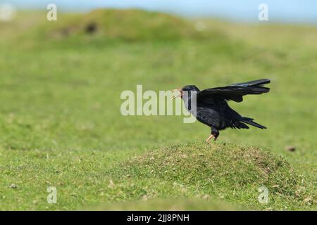 Pyyhocorax di pirrhocorax con becco rosso, foraging su praterie ghiaiate, Ramsey Island, Pembrokeshire, Galles, Regno Unito, Giugno Foto Stock