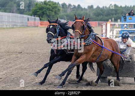 Corse di cavalli (Chariot) al Neyaskweyahk Native Classic tenuto a Maskwacis (Hobbema) Alberta Canada Foto Stock