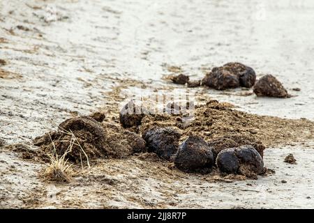 Sterco di rhino a Etosha, Namibia. Foto Stock