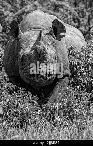 Un rinoceronte nero che emerge dal cespuglio di Etosha, Namibia. Bianco e nero, ritratto, foto Foto Stock