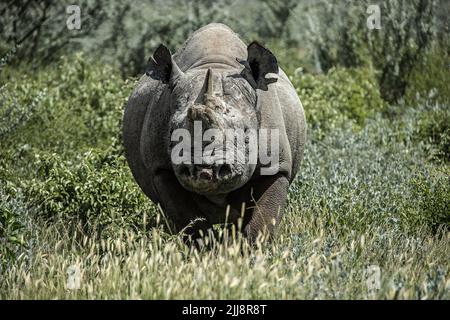 Un rinoceronte nero che emerge dal cespuglio di Etosha, Namibia. Bianco e nero, ritratto, foto Foto Stock
