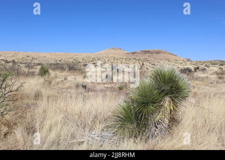 Soaptree yucca con la montagna sullo sfondo del Davis Mountains Loop nel Texas occidentale Foto Stock