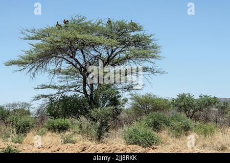 Un albero in Namibia con avvoltoi a sfondo bianco (Gyps africanus) sopra di esso. Foto Stock