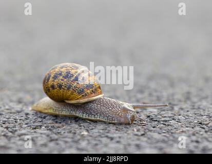 Una chiocciola da giardino comune, Cornu aspersum), che attraversa una strada asfaltata Foto Stock