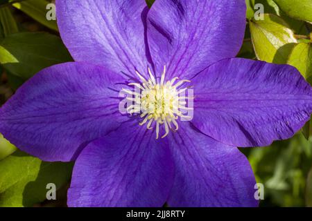 Primo piano di un fiore Clematis viola intenso e colorato Foto Stock