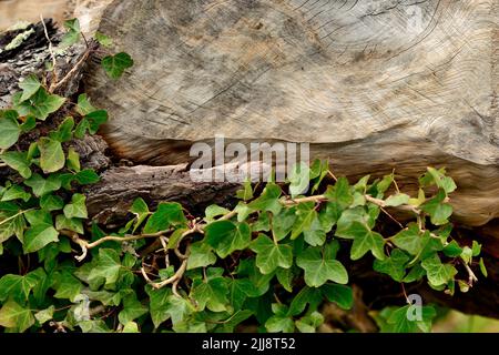 Marcature su un tronco caduto dell'albero. Foto Stock