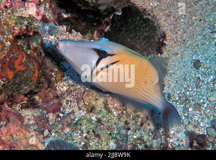 Scythe Triggerfish (Sufflamen bursa) da Kuredu Island, le Maldive. Foto Stock