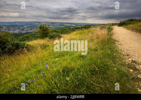 Fiori selvatici su Charlton Kings comune lungo il percorso Cotswold Way, Gloucestershire, Inghilterra Foto Stock