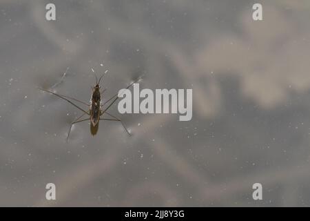 Gerridae, strisce d'acqua, spiedini d'acqua, scooters d'acqua, insetti d'acqua, pattinatori per laghetti, sci d'acqua, scivoli d'acqua, fotografia macro Foto Stock