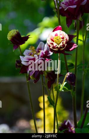 Un colpo verticale delle colonbine comuni che crescono nel giardino Foto Stock