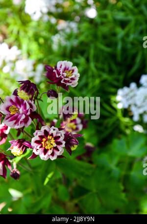 Un colpo verticale delle colonbine comuni che crescono nel giardino Foto Stock