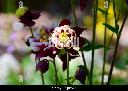 Un primo piano di colonne comuni che crescono in giardino Foto Stock