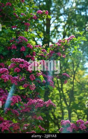 Un colpo verticale di Crataegus laevigata Pauls Scarlet in una sfocatura Foto Stock