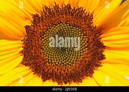 Un primo piano di un girasole in una calda giornata di sole nel sud-ovest, Wisconsin, Stati Uniti Foto Stock