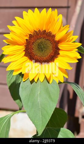 Un primo piano di un girasole in una calda giornata di sole nel sud-ovest, Wisconsin, Stati Uniti Foto Stock