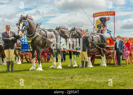 Great Yorkshire Show, Harrogate, Regno Unito. Luglio 15, 2022. La parata del Cavallo pesante con Thwaites Ales, Reserve Champions, tre o più squadre di cavalli. Ho Foto Stock