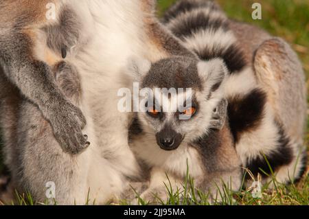 Genitore e giovane lemure con coda ad anello in cattività, Galles, Regno Unito Foto Stock