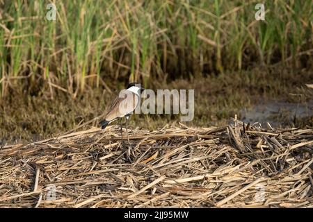 Un singolo sperone alò lapping in piedi su un mucchio di detriti di canna su una riva di un laghetto naturale. Foto Stock