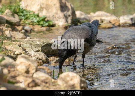Un corvo grigio in piedi in un ruscello, bevendo dalla sua acqua. Foto Stock