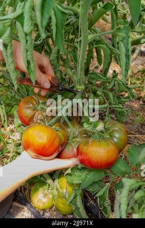Le mani del contadino raccolgono in un frutteto diversi pomodori della varietà Muchamiel Foto Stock