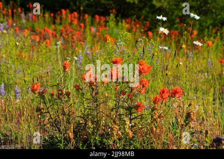 Pennello indiano a Johnston Ridge, Mt St Helens National Volcanic Monument, Washington Foto Stock