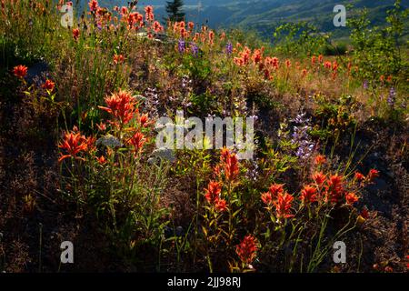 Pennello indiano a Johnston Ridge, Mt St Helens National Volcanic Monument, Washington Foto Stock