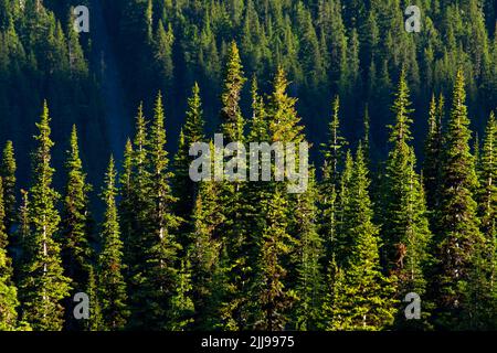 Foresta sotto Sunrise, Mt Rainier National Park, Washington Foto Stock