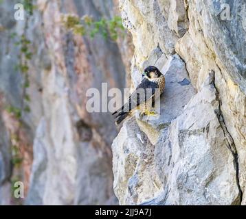 Giovane Peregrine Falcon Falco peregrinus sulle scogliere sopra la Gola di Avon a Bristol Regno Unito Foto Stock