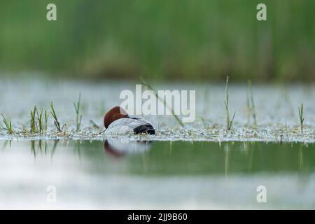 Comune pochard Aythya ferina, maschio adulto, addormentato in palude d'acqua dolce, Tiszaalpár, Ungheria, maggio Foto Stock