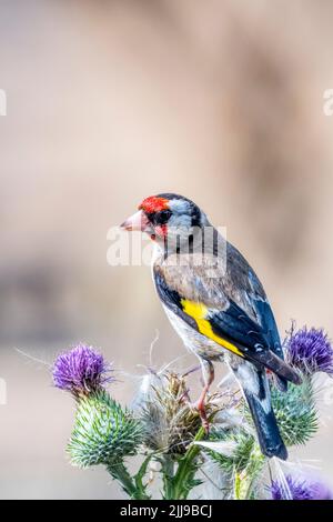 Goldfinch, Carduelis carduelis, arroccato su un grande cardo e nutrendo con la peching fuori i semi. Foto Stock