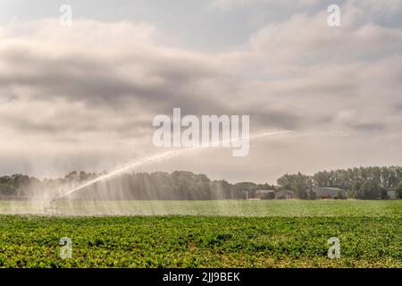 Un irrigatore spruzzando un campo di barbabietola da zucchero a Norfolk durante il tempo caldo e secco del luglio 2022. Foto Stock