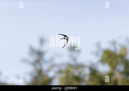 Common Swift Apus apus, adulto che chiama in volo, Suffolk, Inghilterra, luglio Foto Stock