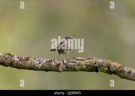 Dunnock Prunella modularis, giovane arroccato sul ramo, Suffolk, Inghilterra, luglio Foto Stock