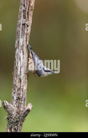 Nuthatch Eurasian Sitta europaea, adulto arroccato su tronco, Suffolk, Inghilterra, luglio Foto Stock