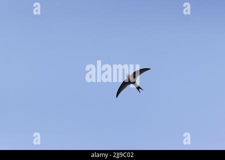 Common Swift Apus apus, adulto in procinto di catturare l'insetto in volo, Suffolk, Inghilterra, luglio Foto Stock