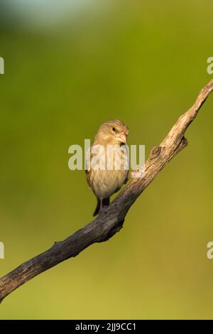 Verdfinch europeo Chloris, donna adulta, arroccato in branca, Tiszaalpár, Ungheria, Maggio Foto Stock