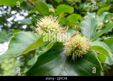 Primo piano dettagliato delle noci di faggio su un albero di faggio europeo (Fagus sylvatica) che cresce su Salisbury Plain, UK Foto Stock