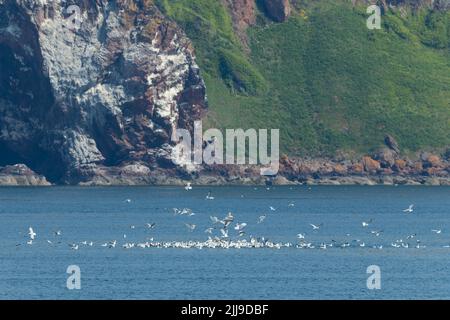 Vista paesaggio di gabbiani e guillemots foraging, Cromarty First, Scozia, Regno Unito, giugno Foto Stock