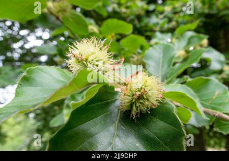 Primo piano dettagliato delle noci di faggio su un albero di faggio europeo (Fagus sylvatica) che cresce su Salisbury Plain, UK Foto Stock