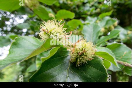 Primo piano dettagliato delle noci di faggio su un albero di faggio europeo (Fagus sylvatica) che cresce su Salisbury Plain, UK Foto Stock