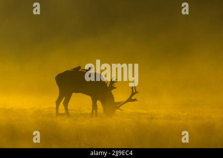 Cervo rosso Cervus elaphus, celibe, pascolo al mattino con Western jackdaw Corvus monidula seduta sul suo retro, Richmond Park, Outer London, Inghilterra Foto Stock