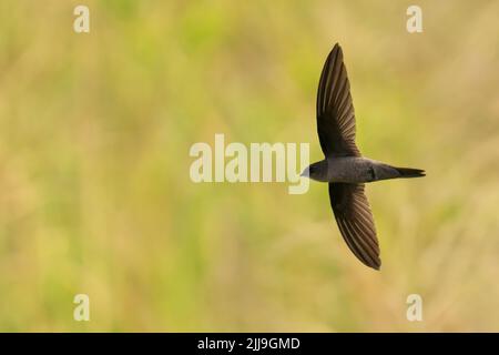 Una palma asiatica Swift (Cypsiurus balasiensis) in volo Foto Stock