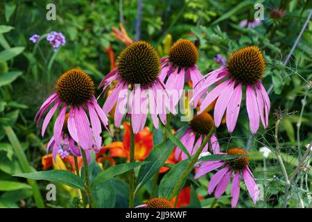 Bellissimi fiori rosa a piena fioritura in estate Foto Stock