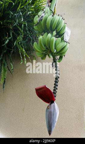 Banane verdi e il cuore rosso appeso all'albero Foto Stock