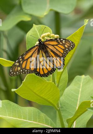 Una farfalla monarca nelle foglie di una pianta di munghie Foto Stock