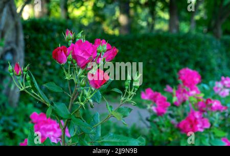 Germogli di rose rosa all'inizio della loro fioritura. Foto Stock