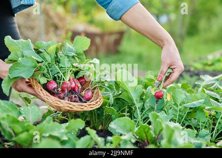 Primo piano delle mani degli agricoltori che raccolgono i raggi nel cestino Foto Stock