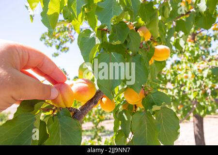 Raccogliendo frutte da albero. Uomo collectiong albicocche dall'albero. Frutti biologici sani foto di sfondo. Foto Stock