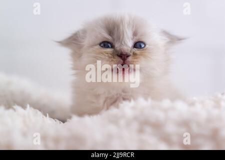 Un bel gattino bianco soffice con occhi blu giace sul tappeto e urla. Denti del bambino. Messa a fuoco selettiva Foto Stock